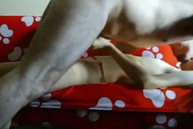 Live ABG Bispak Jakarta Hotel Bintang Lima Skandal Viral Terbaru 2026